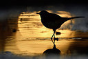 BUITEN BEELD Foto: 290089