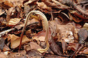 BUITEN BEELD Foto: 290125