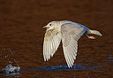 BUITEN BEELD Foto: 290262