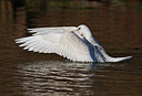 BUITEN BEELD Foto: 290263