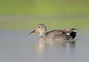 BUITEN BEELD Foto: 290272