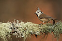 BUITEN BEELD Foto: 290307