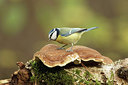 BUITEN BEELD Foto: 290311