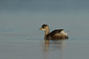 BUITEN BEELD Foto: 290313
