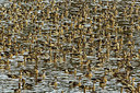BUITEN BEELD Foto: 290333