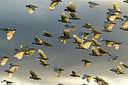 BUITEN BEELD Foto: 290341