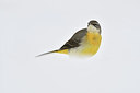 BUITEN BEELD Foto: 290400