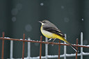 BUITEN BEELD Foto: 290409