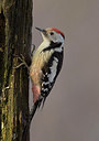 BUITEN BEELD Foto: 290427
