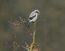 BUITEN BEELD Foto: 290469