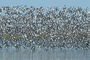 BUITEN BEELD Foto: 290609