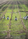 BUITEN BEELD Foto: 290678