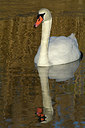 BUITEN BEELD Foto: 290758