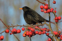 BUITEN BEELD Foto: 290774