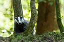 BUITEN BEELD Foto: 290839