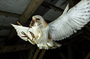 BUITEN BEELD Foto: 290852