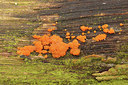 BUITEN BEELD Foto: 290976