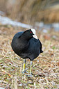 BUITEN BEELD Foto: 291100