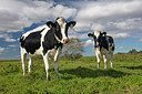 BUITEN BEELD Foto: 291140