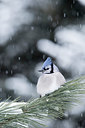 BUITEN BEELD Foto: 291187