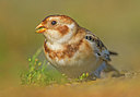 BUITEN BEELD Foto: 291230
