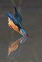 BUITEN BEELD Foto: 291275
