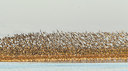 BUITEN BEELD Foto: 291278