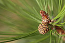 BUITEN BEELD Foto: 291342