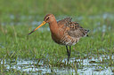 BUITEN BEELD Foto: 291369