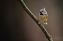 BUITEN BEELD Foto: 291381