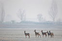 BUITEN BEELD Foto: 291408
