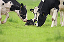 BUITEN BEELD Foto: 291444
