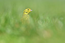 BUITEN BEELD Foto: 291545