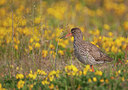 BUITEN BEELD Foto: 291608