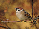 BUITEN BEELD Foto: 291633