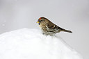 BUITEN BEELD Foto: 291638
