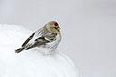 BUITEN BEELD Foto: 291646