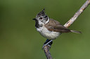 BUITEN BEELD Foto: 291680