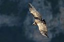 BUITEN BEELD Foto: 291681
