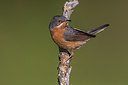 BUITEN BEELD Foto: 291700