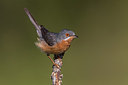 BUITEN BEELD Foto: 291702
