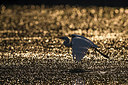 BUITEN BEELD Foto: 291716