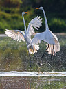 BUITEN BEELD Foto: 291720