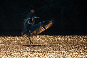 BUITEN BEELD Foto: 291725