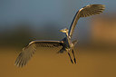 BUITEN BEELD Foto: 291731