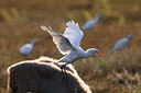 BUITEN BEELD Foto: 291736