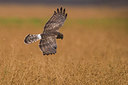 BUITEN BEELD Foto: 291745