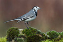 BUITEN BEELD Foto: 291755