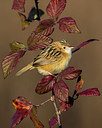 BUITEN BEELD Foto: 291767
