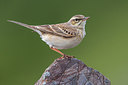 BUITEN BEELD Foto: 291773